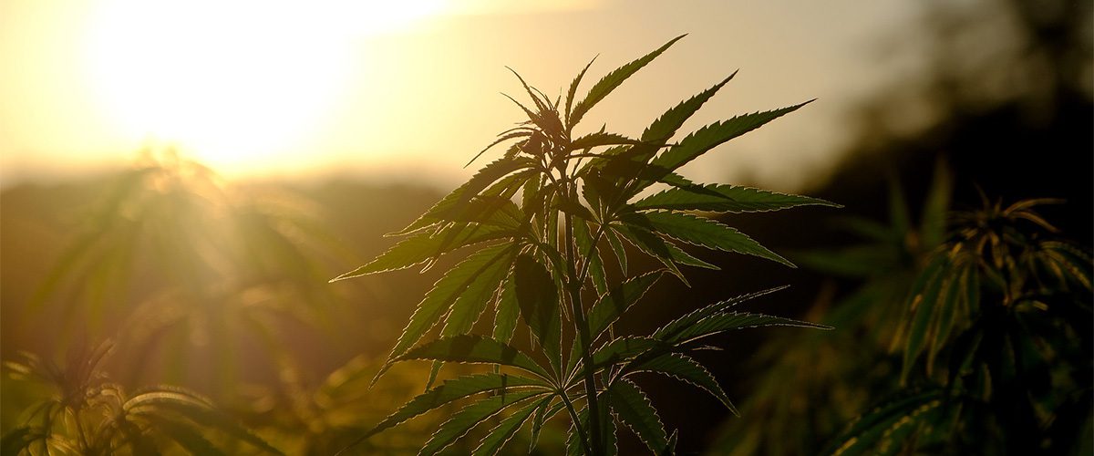 Farm Grown CBD