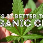 Why Organic CBD and Hemp Matter