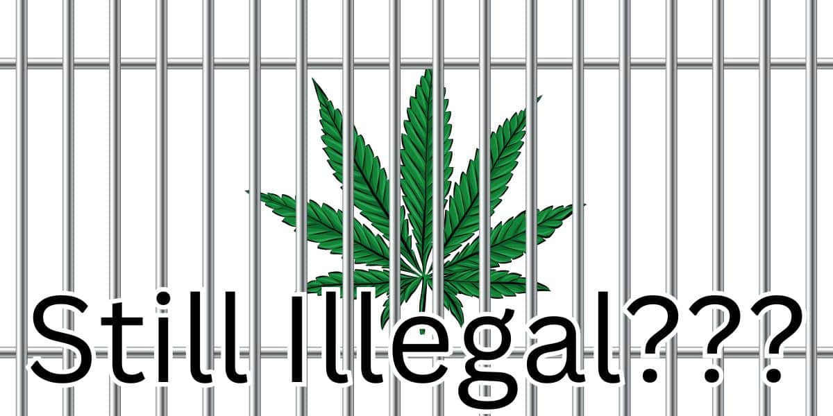 The Many Good Uses of Cannabis: Debunking Myths and Building a Case for Legalization