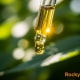 A close-up of a dropper releasing golden CBD oil with blurred green hemp leaves in the background, and “Rocky River Hemp” in the corner.